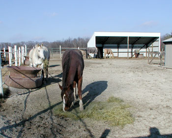 horses eating hay in new paddocks