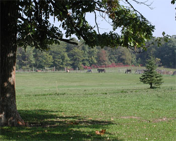 looking under an oak tree toward horses and fall foliage