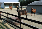 horses standing in paddock