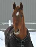 horse in winter blanket