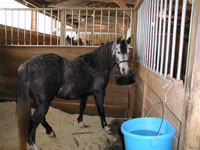 Jazmine in her stall