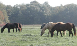 horses grazing in a pasture